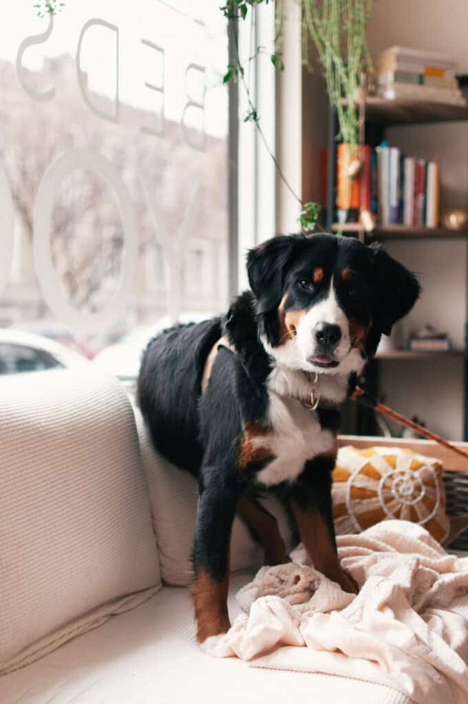 Adorable dog relaxing on cream sofa inside a cozy Brooklyn yoga studio, promoting pet-friendly wellness.