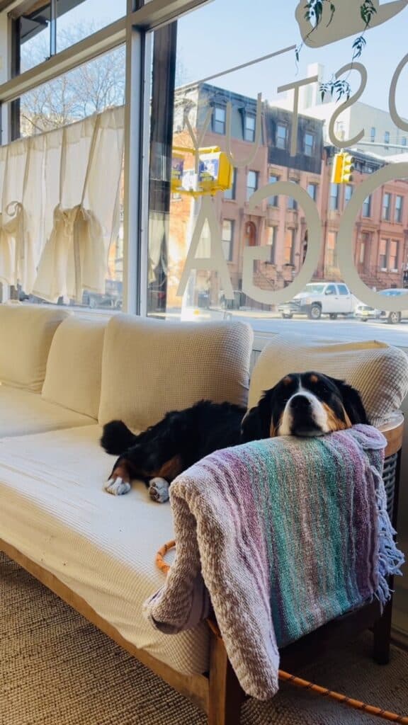 Cozy dog resting on a couch inside Bedstuy Yoga studio with large windows and city view, promoting relaxation and pet-friendly environment in Brooklyn.