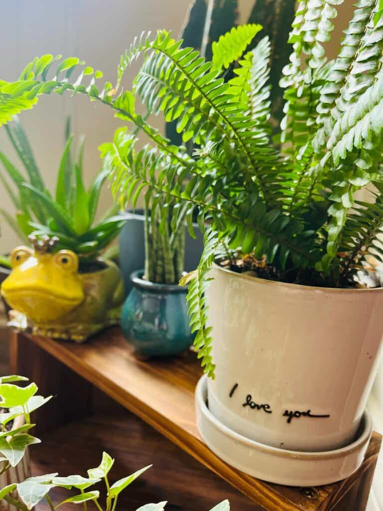 Lush green houseplants for yoga studio decor, enhancing calm and wellness atmosphere.