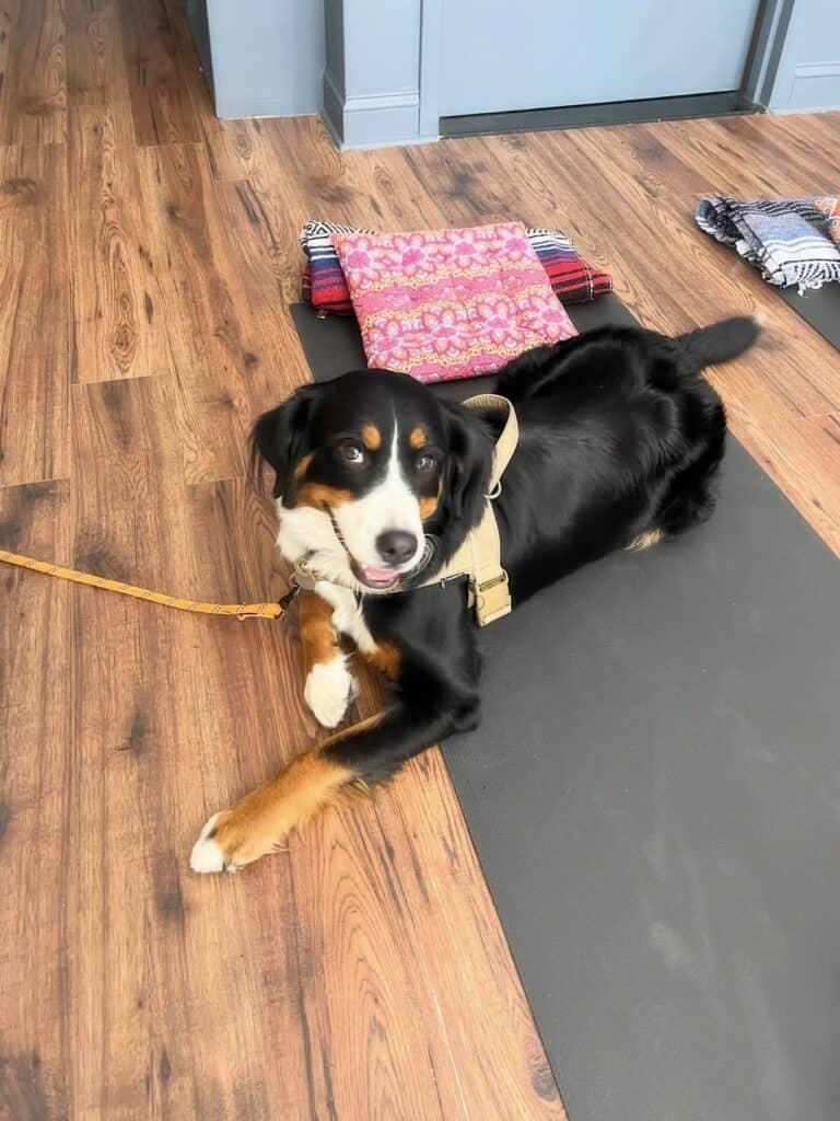 Relaxing dog lying on yoga mat during Bedstuy Yoga class, Brooklyn pet-friendly yoga studio.