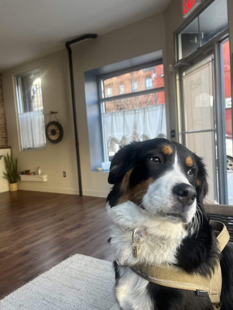 Dog in cozy yoga studio with large windows and wooden floor in Bedstuy Brooklyn.